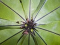 BirdÃ¢â¬â¢s nest fern with drops in the garden. Royalty Free Stock Photo